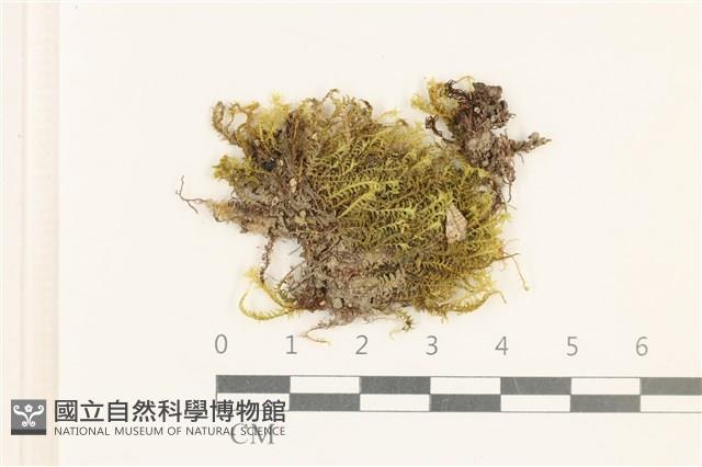 登錄號:B00005437藏品圖，第1張