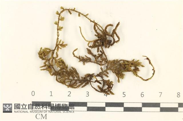 蔓枝蘚藏品圖，第1張