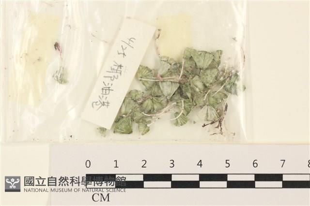 傘藻藏品圖，第1張