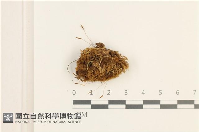 登錄號:B00013437藏品圖，第1張