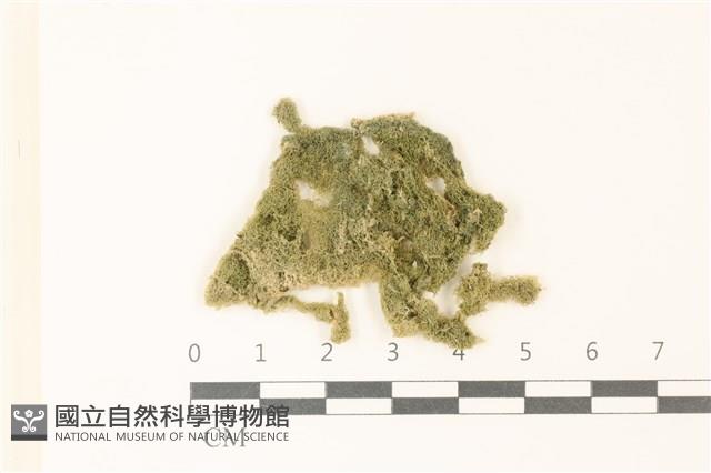 布氏藻藏品圖，第1張