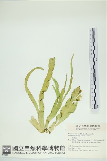 西洋葉苔藏品圖，第1張
