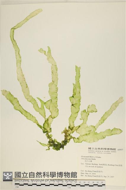 長片石蓴, 裂片石蓴藏品圖，第1張