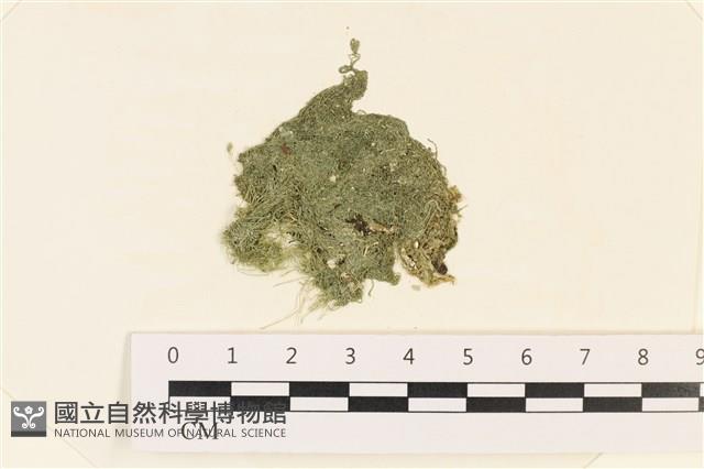 粗硬毛藻, 綠苔藏品圖，第1張