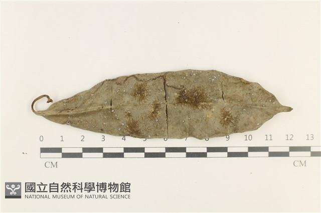 登錄號:B00019337藏品圖，第1張