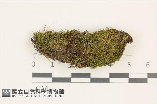 東亞昂氏蘚,東方昂氏蘚藏品圖，第1張