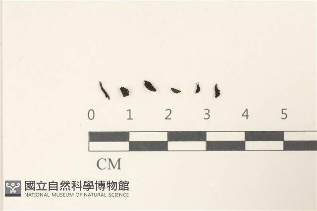 登錄號:B00021337藏品圖，第1張