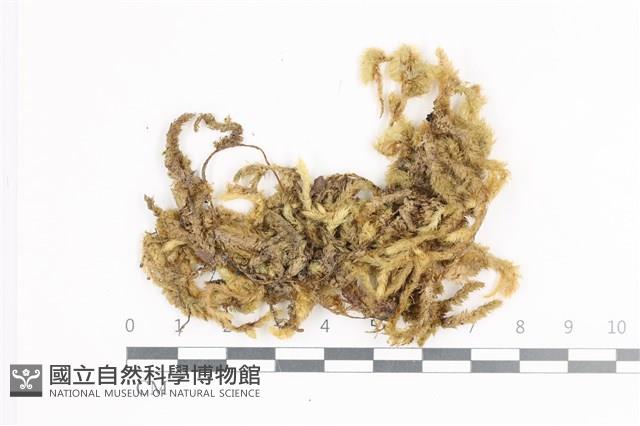 毛扭蘚藏品圖，第1張