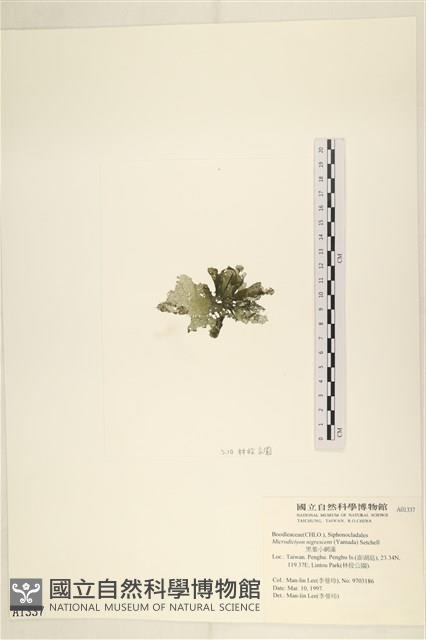 黑葉小網藻藏品圖，第3張