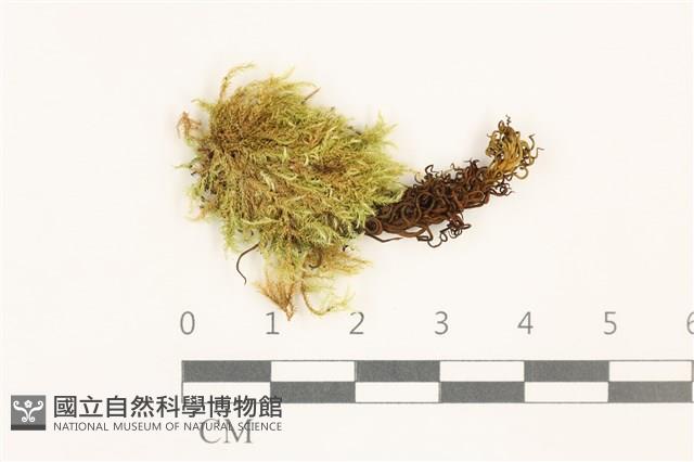 登錄號:B00020337藏品圖，第1張