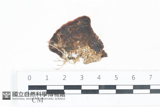 登錄號:A00003337藏品圖，第1張