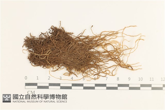 草黃濕原蘚藏品圖，第1張