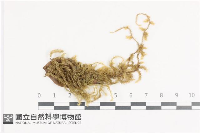 登錄號:B00004737藏品圖，第1張