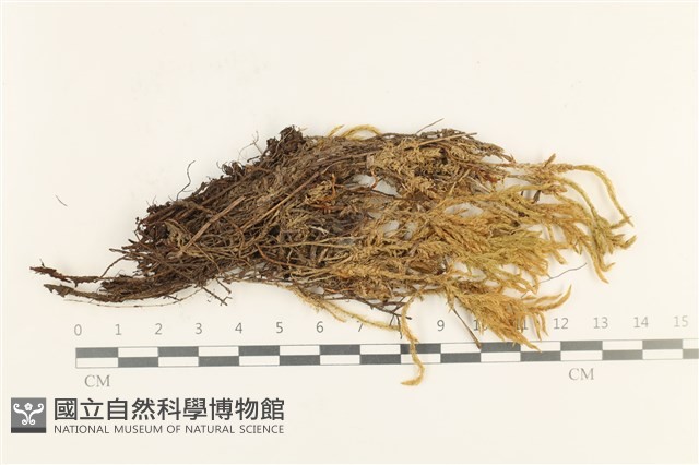 登錄號:B00013737藏品圖，第1張