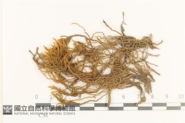 長葉牛角蘚藏品圖，第1張