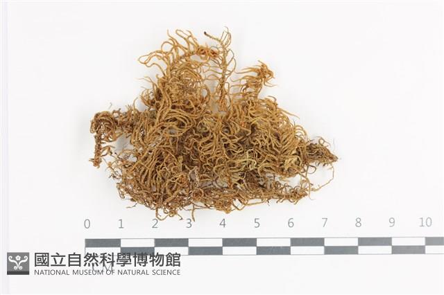 登錄號:B00016657藏品圖，第1張