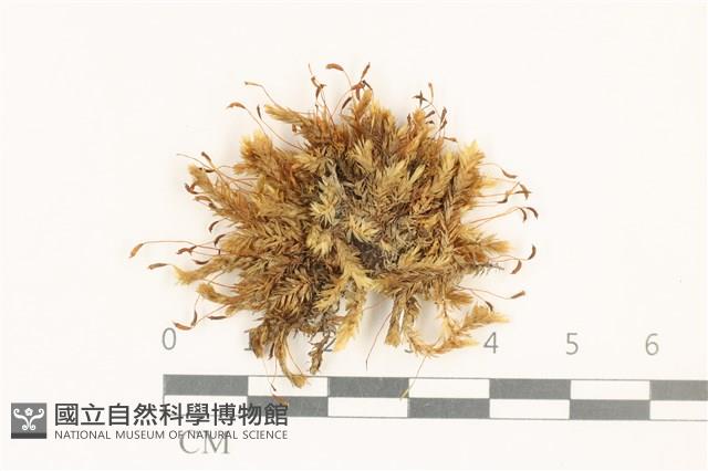 花錦蘚藏品圖，第1張