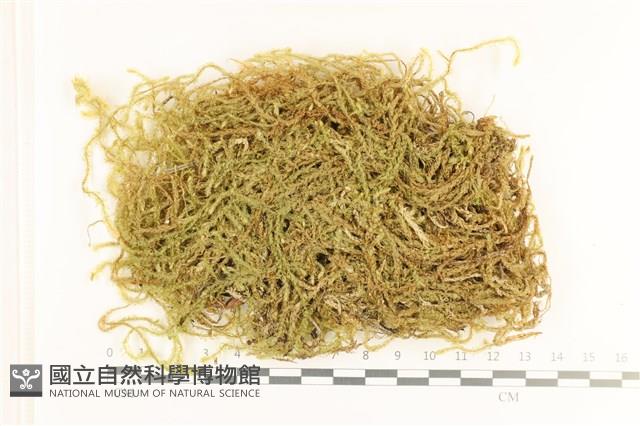 登錄號:B00011657藏品圖，第1張