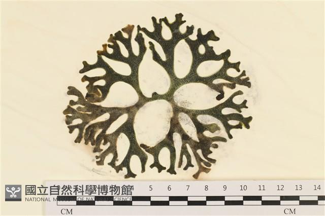 雙叉水松藏品圖，第1張