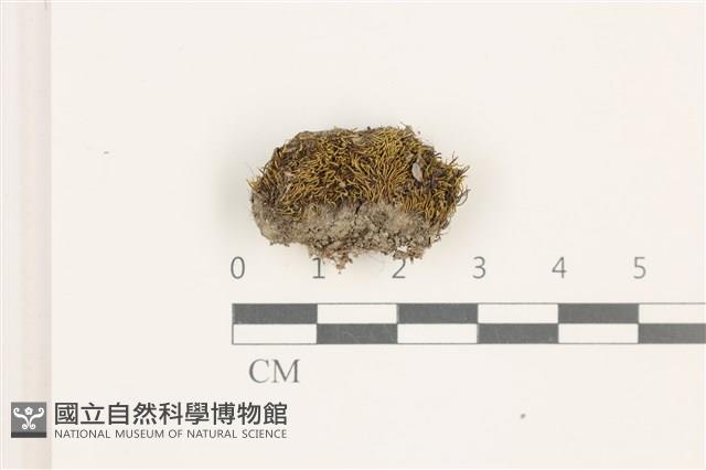 東亞昂氏蘚,東方昂氏蘚藏品圖，第1張