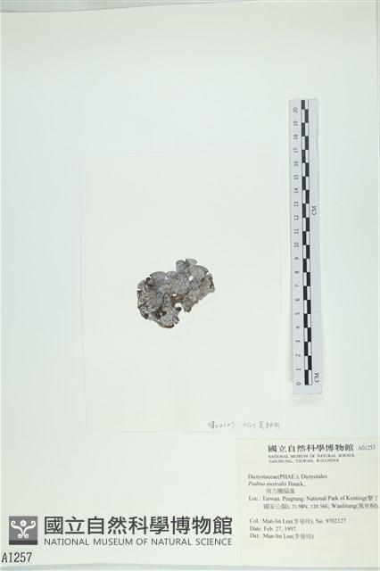 南方團扇藻藏品圖，第3張