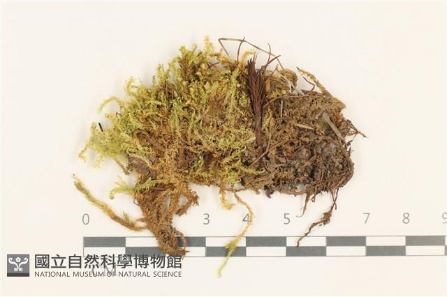 彎葉扁灰蘚藏品圖，第1張