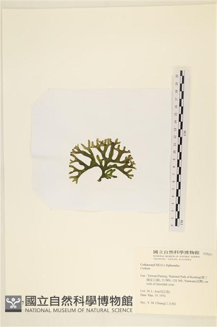 登錄號:A00005057藏品圖，第3張