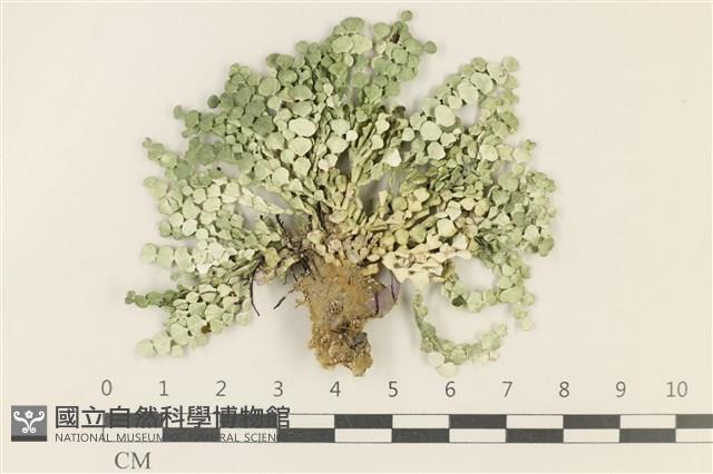 盤狀仙掌藻藏品圖，第1張