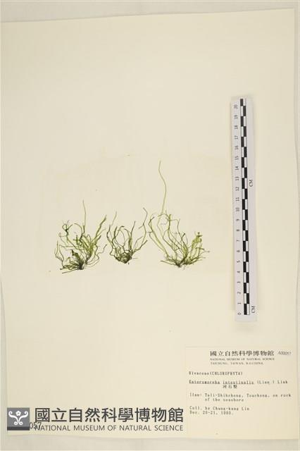 腸滸苔, 河石髮藏品圖，第3張