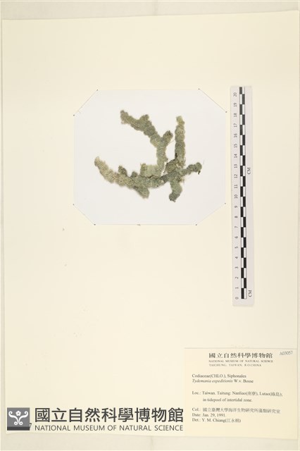 瘤枝藻藏品圖，第3張