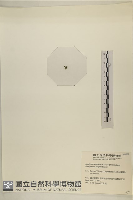 浮網藻, 肋葉藻藏品圖，第3張