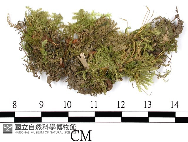 日本孔雀蘚藏品圖，第1張