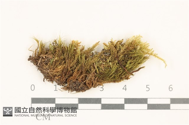 登錄號:B00015157藏品圖，第1張