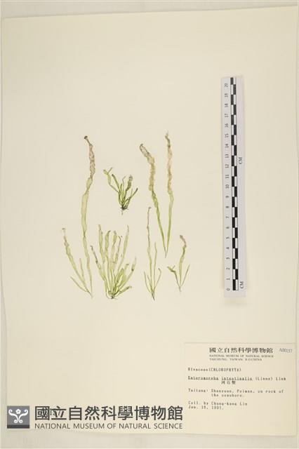腸滸苔, 河石髮藏品圖，第1張