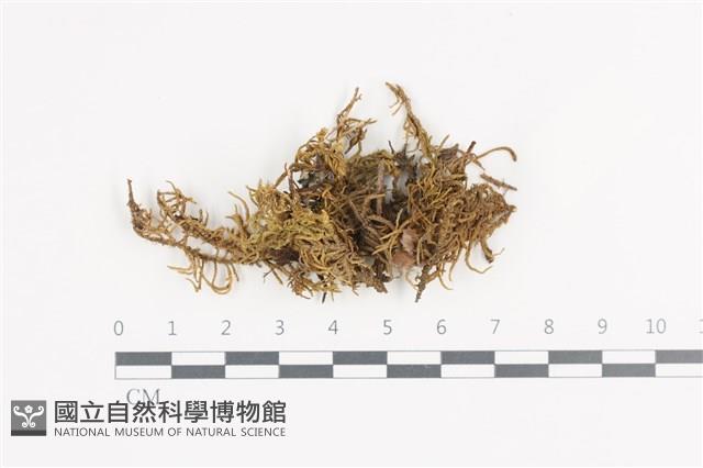 登錄號:B00003157藏品圖，第1張