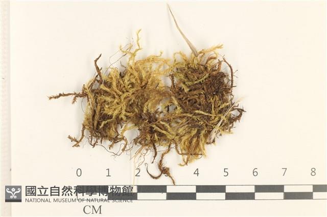 登錄號:B00009557藏品圖，第1張