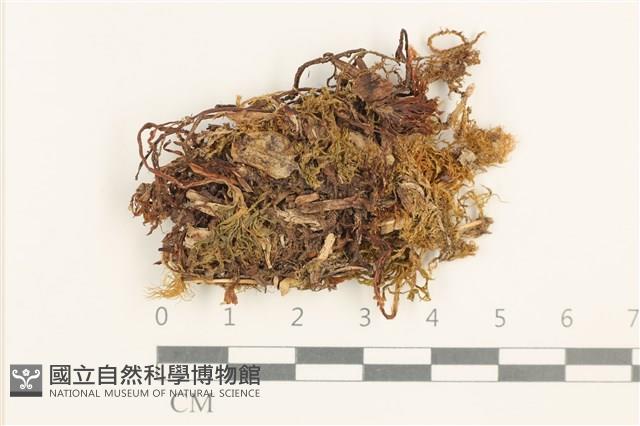 登錄號:B00004557藏品圖，第1張