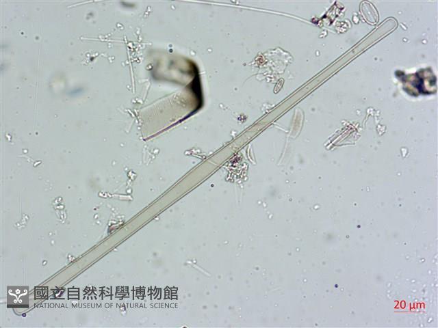 登錄號:A00004557藏品圖，第4張