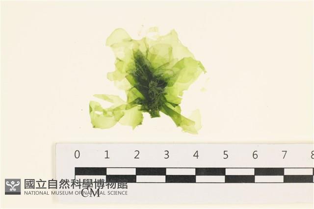 茶花石蓴, 牡丹菜藏品圖，第1張
