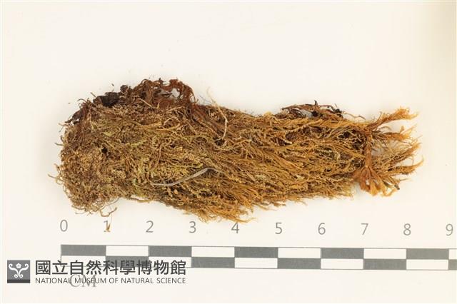 石生挺葉苔藏品圖，第1張