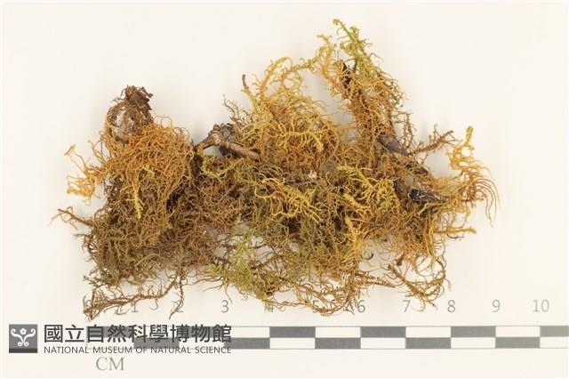 毛羽蘚藏品圖，第1張