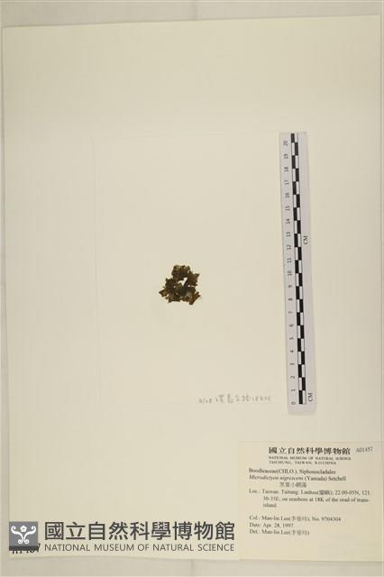 黑葉小網藻藏品圖，第3張