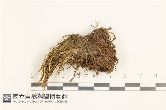 草黃濕原蘚藏品圖，第1張