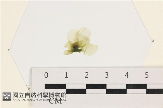茶花石蓴, 牡丹菜藏品圖，第1張