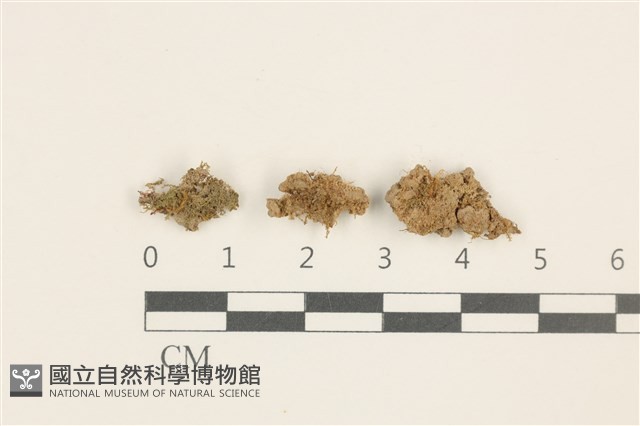 刺葉護蒴苔藏品圖，第1張