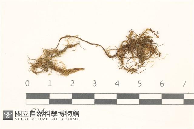 多疣懸蘚藏品圖，第1張