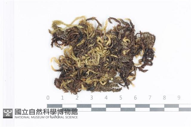 毛扭蘚藏品圖，第1張