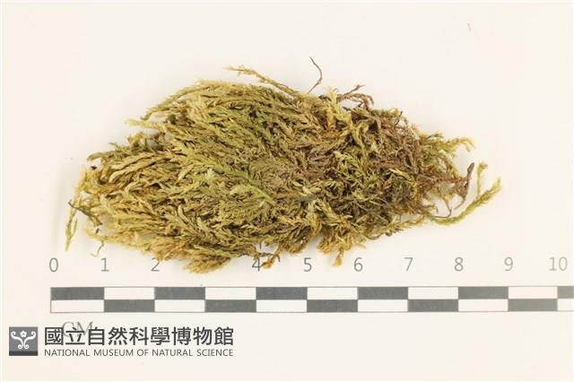 草黃濕原蘚藏品圖，第1張