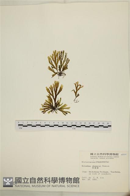 厚緣藻藏品圖，第1張