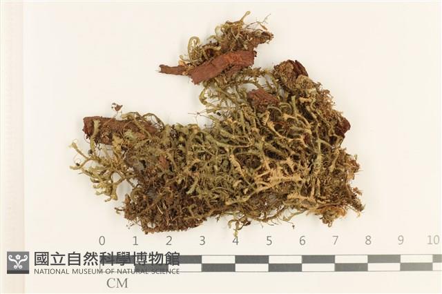 登錄號:B00019757藏品圖，第1張